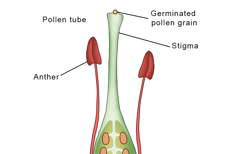 hollow tube that develops from pollen when deposited onto a flower's stigma